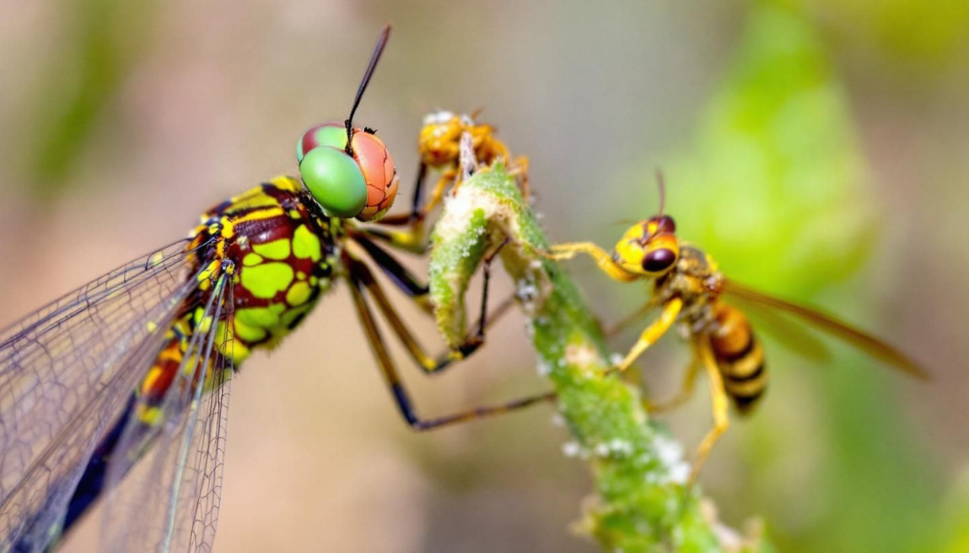 Comparaison entre la libellule et la guêpe: leurs différences et similitudes
