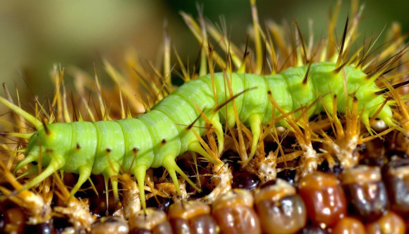 Comprendre et lutter efficacement contre la pyrale du maïs