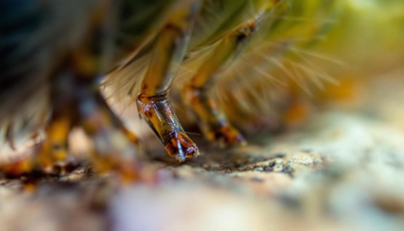 Comprendre la fonction des pattes chez les chenilles