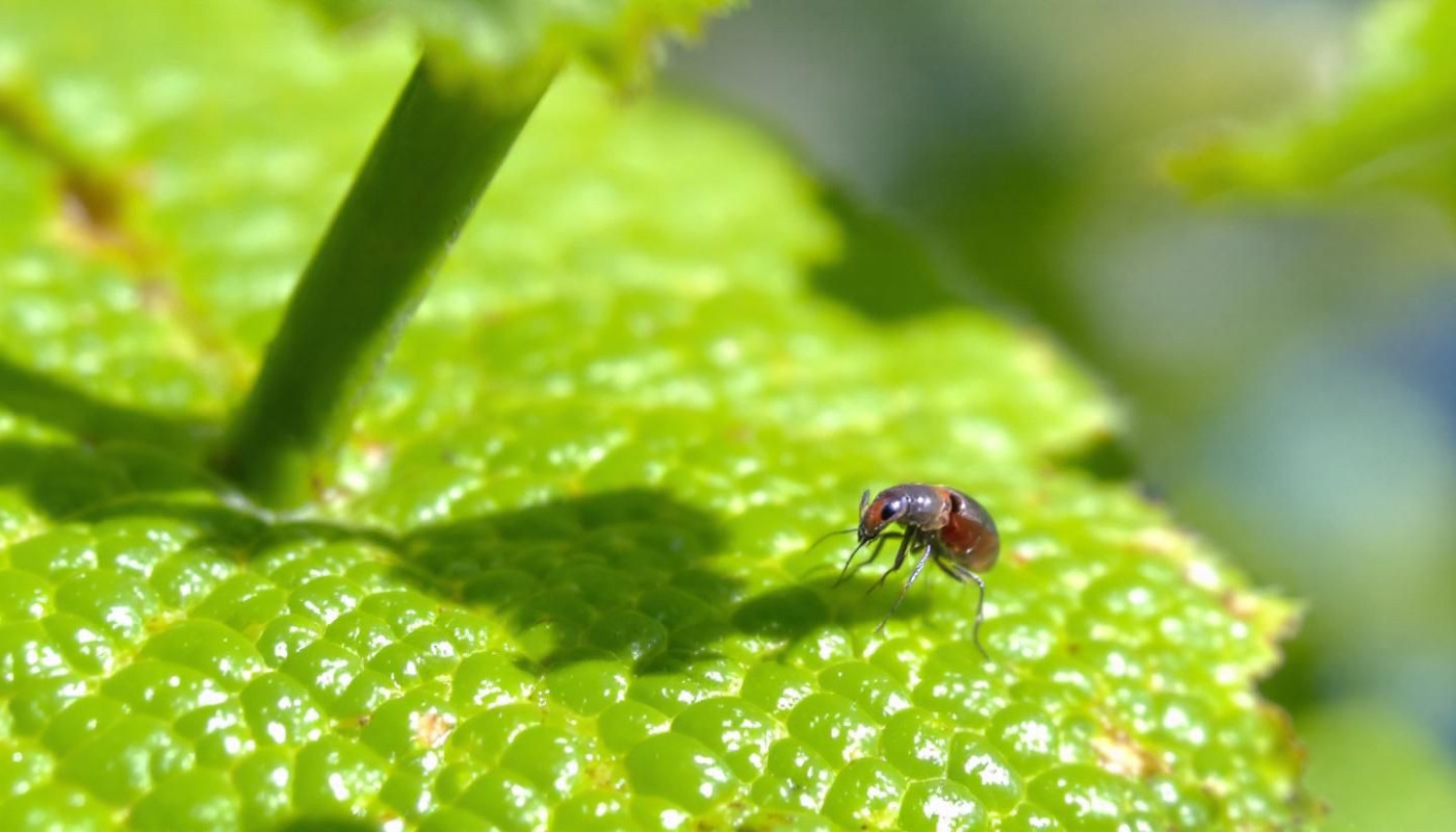 Comprendre le cycle de vie et la reproduction du puceron