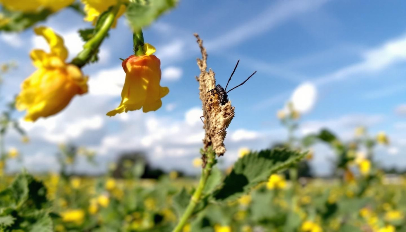 Comprendre l'impact du charançon du bourgeon terminal sur le colza