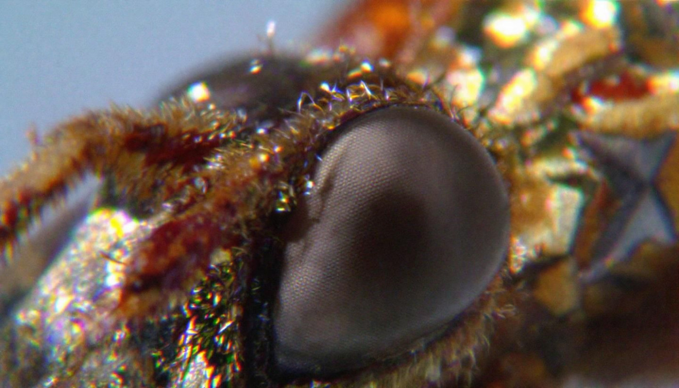 Découverte du monde fascinant des cécidomyies