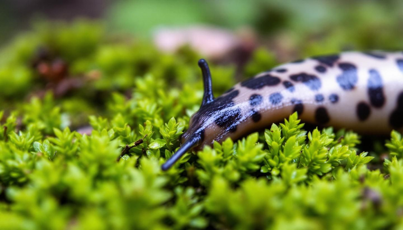 Zoom sur la limace tachetée : un mollusque terrestre fascinant